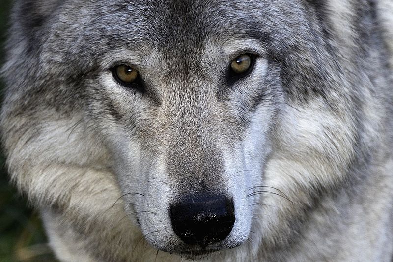 Wolf